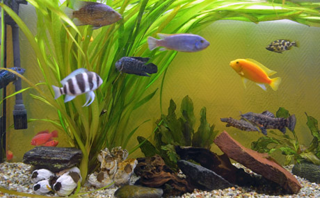Fische Fische